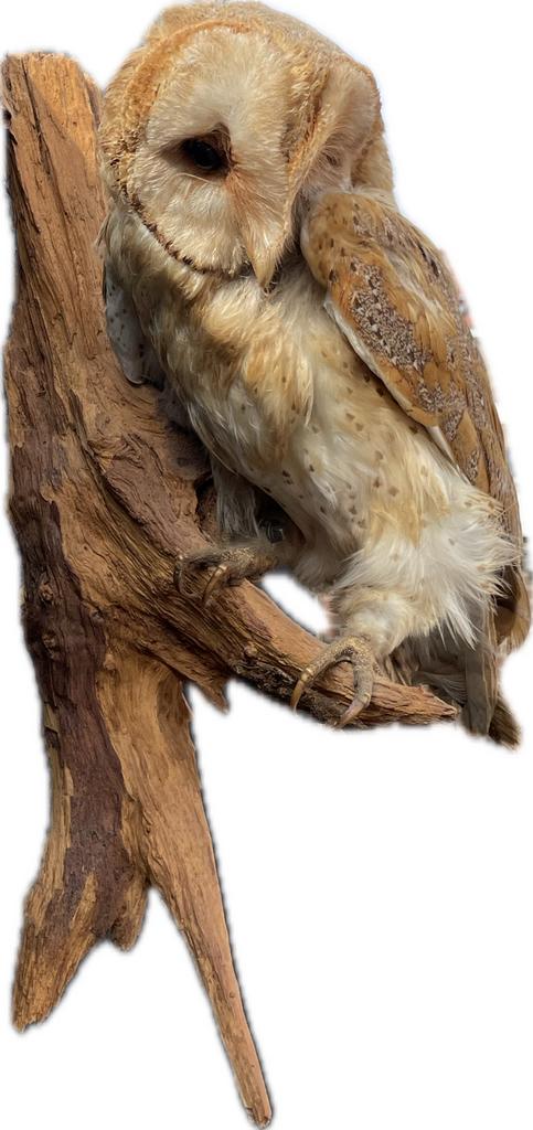 Opgezette kerkuil (Tyto alba), Meerdere dieren, Kleurkanarie