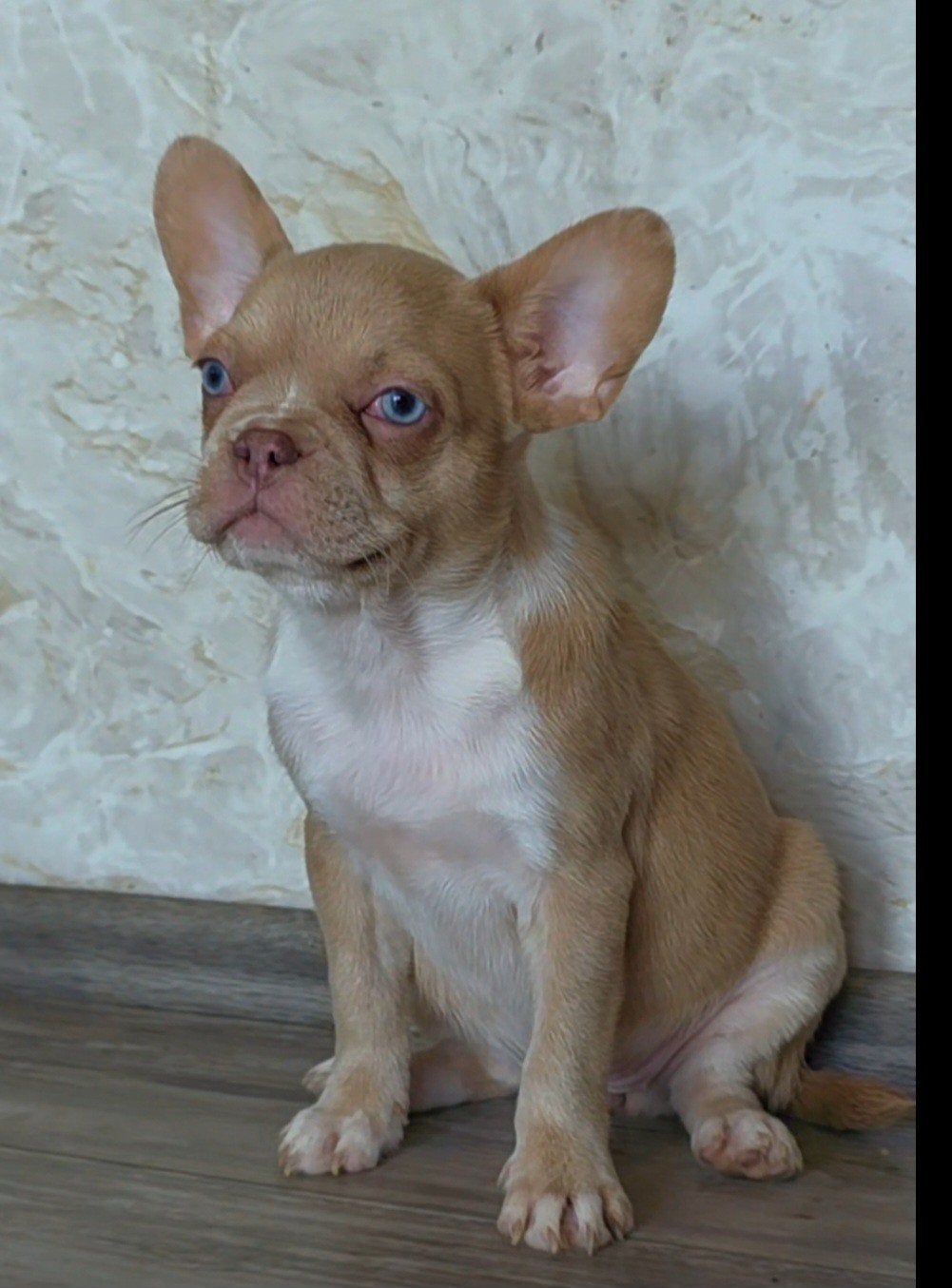 franse bulldog puppys blue eyes gezond, Dieren en Toebehoren, CDV (hondenziekte), 8 tot 15 weken, Bulldog, Meerdere