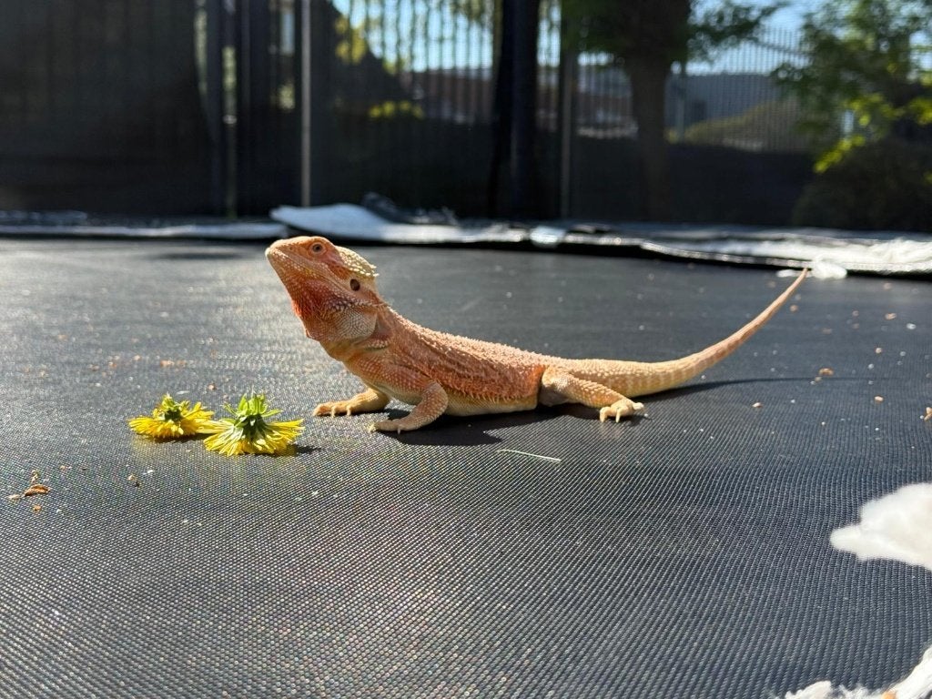 Baardagaam (man) zoekt nieuw huis Bearded Dragon photo 6