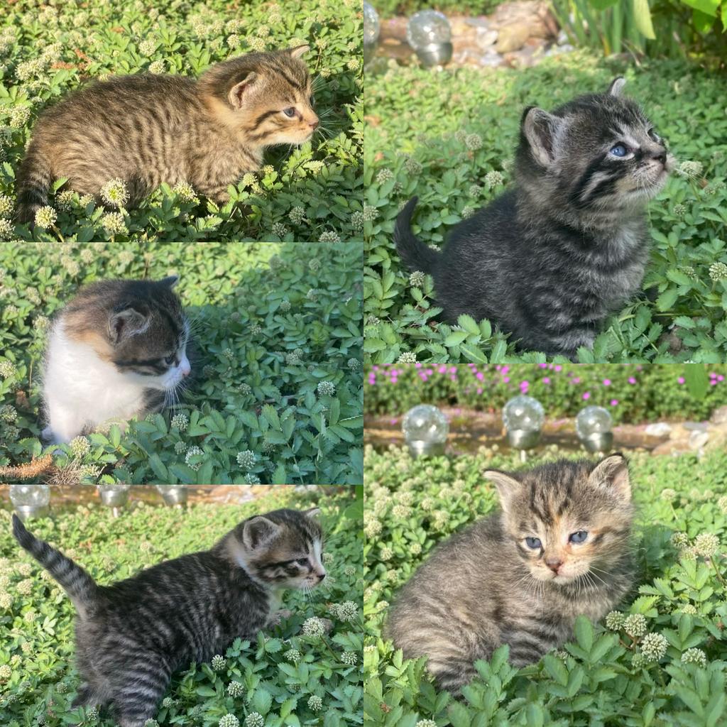 Super lieve kittens, Dieren en Toebehoren, Meerdere dieren, Kortharig, 0 tot 2 jaar