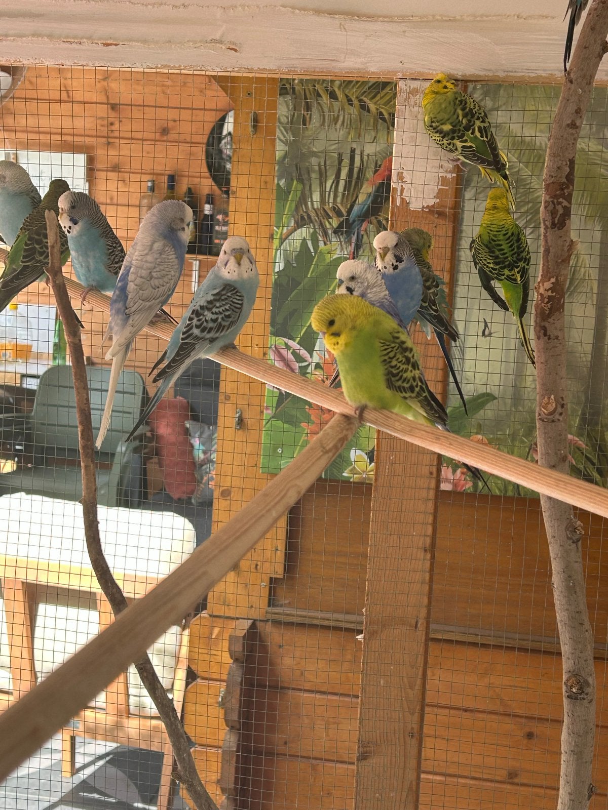 Jonge parkieten pas uitgevlogen, Meerdere dieren, Parkiet