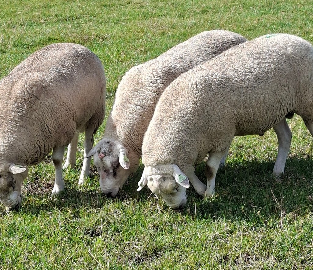 Overjarige dekrammen, zwoegervrij, Mannelijk, Schaap, 0 tot 2 jaar