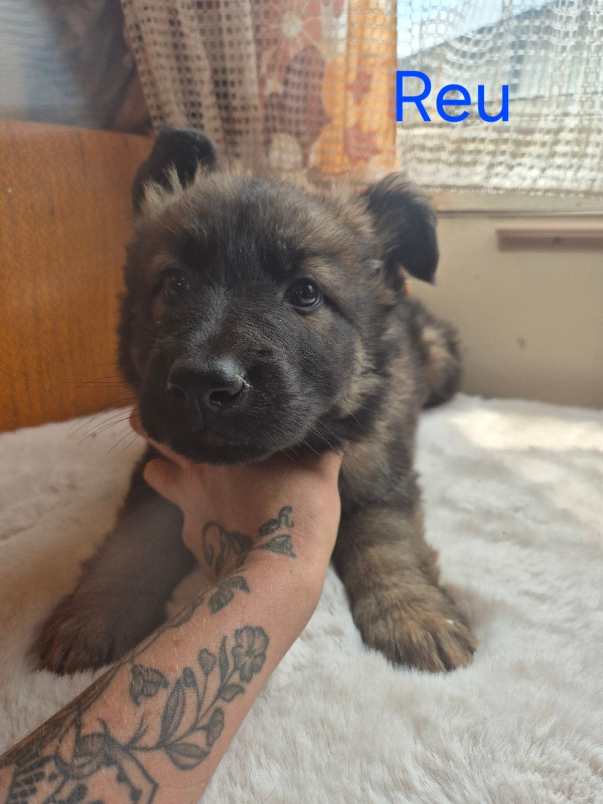 Mechelse herder x Duitse herder pups, Parvo, 8 tot 15 weken, Meerdere, Meerdere dieren