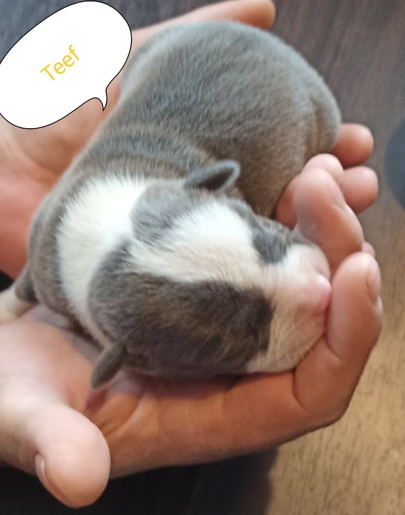 7 Raszuivere Amerikaanse stafford pups te koop, 8 tot 15 weken, American Staffordshire Terriër, Parvo, Meerdere