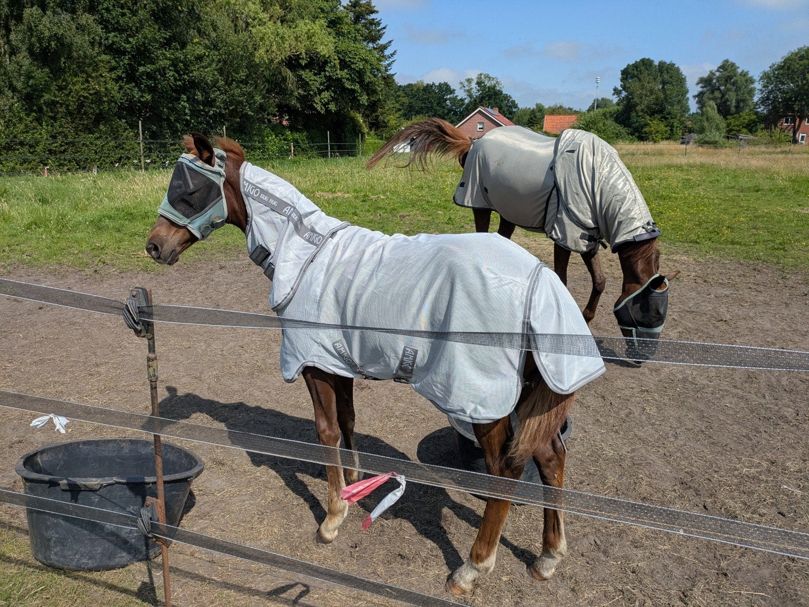 2 mooie dames mogen per direct naar nieuw huisje, Dieren en Toebehoren, Merrie, Dressuurpaard, Met stamboom, 0 tot 2 jaar