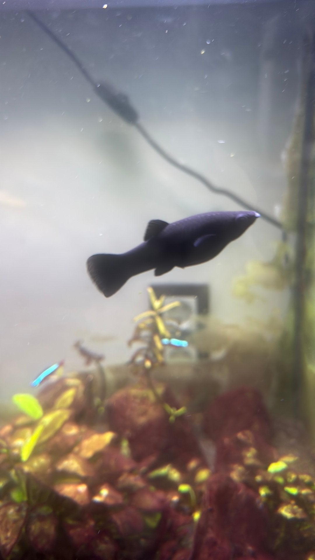 Black molly vissen Gratis, Dieren en Toebehoren, Vis