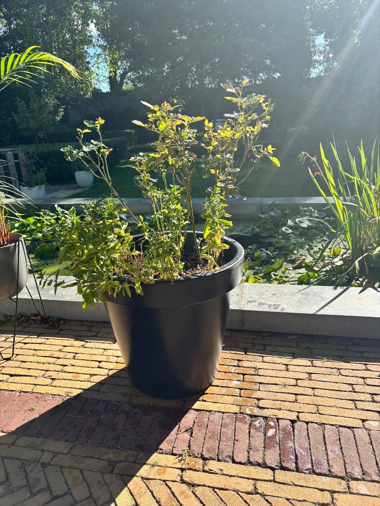 Plantenbak met rozen, Tuin en Terras, Ophalen, Rond, Kunststof, 30 tot 60 cm