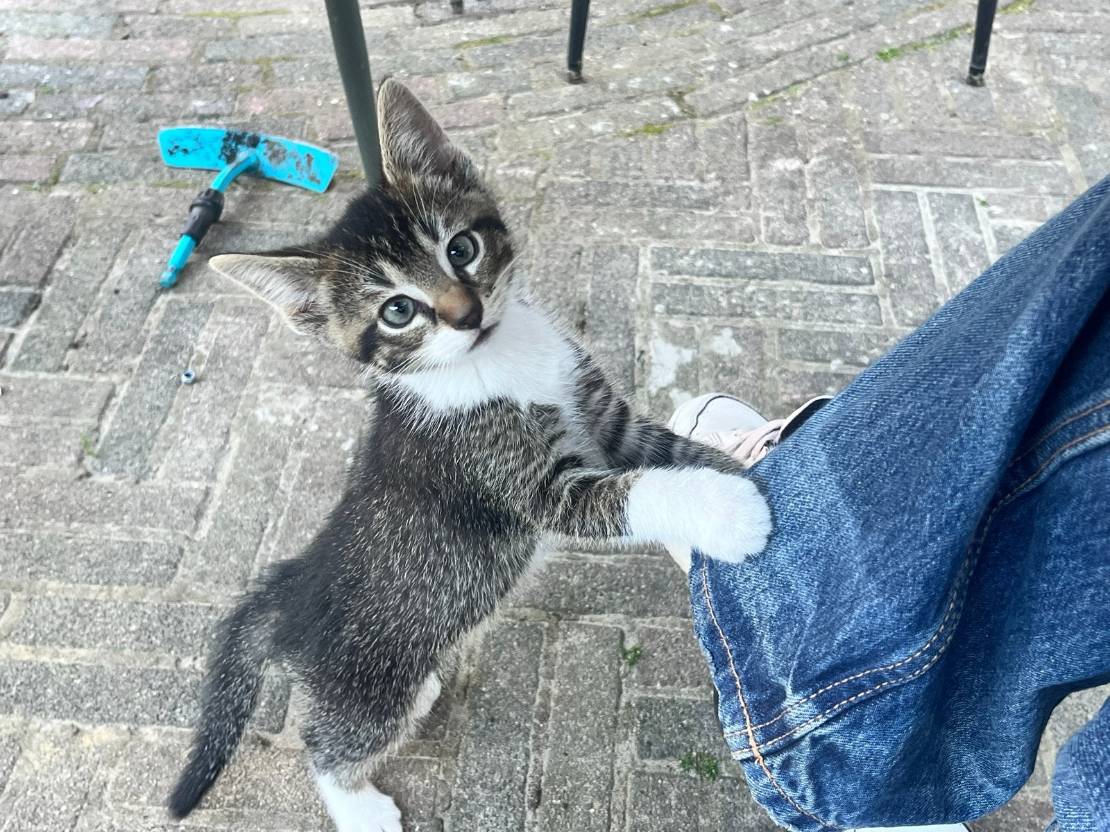 3 lieve kittens zoeken een huisje, Kater, Kortharig, 0 tot 2 jaar