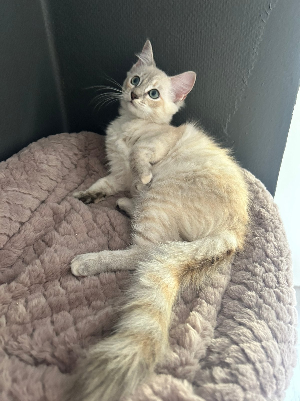 Nog 3 Ragdoll kittens mogen verhuizen 💛, Meerdere dieren, Ontwormd, 0 tot 2 jaar