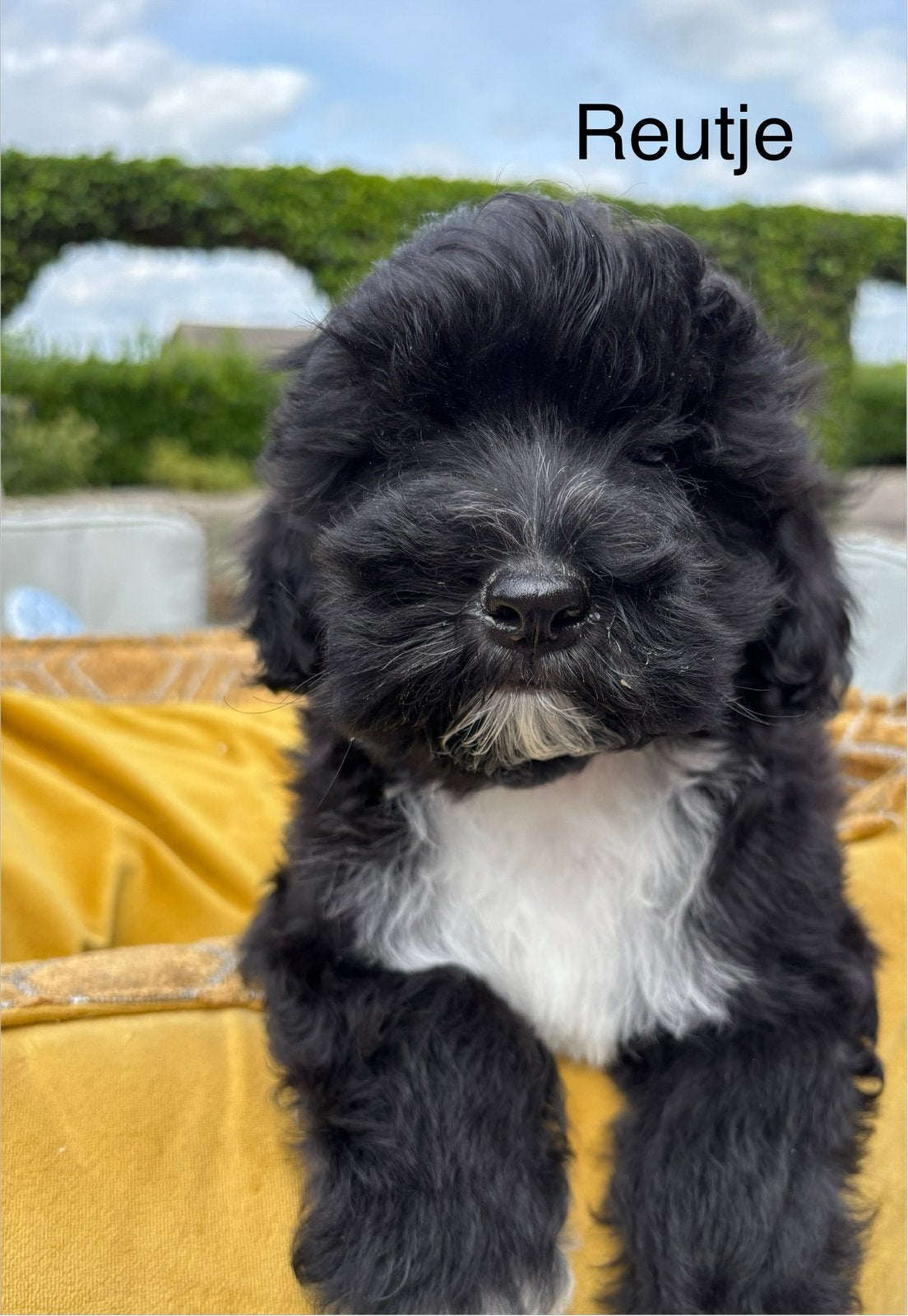 Boomer x Labradoodle mini pups, Dieren en Toebehoren, Nederland, Overige rassen, 8 tot 15 weken, Meerdere