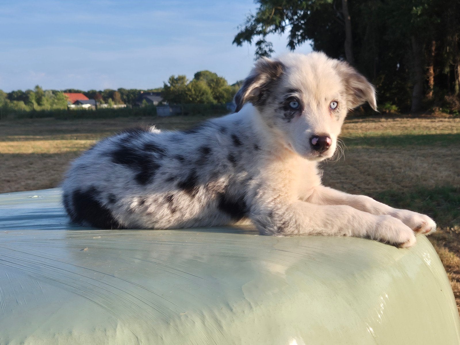 Nog 1 super leuke Border collie x Australian shepherd pup, Parvo, 8 tot 15 weken, Meerdere, Meerdere dieren