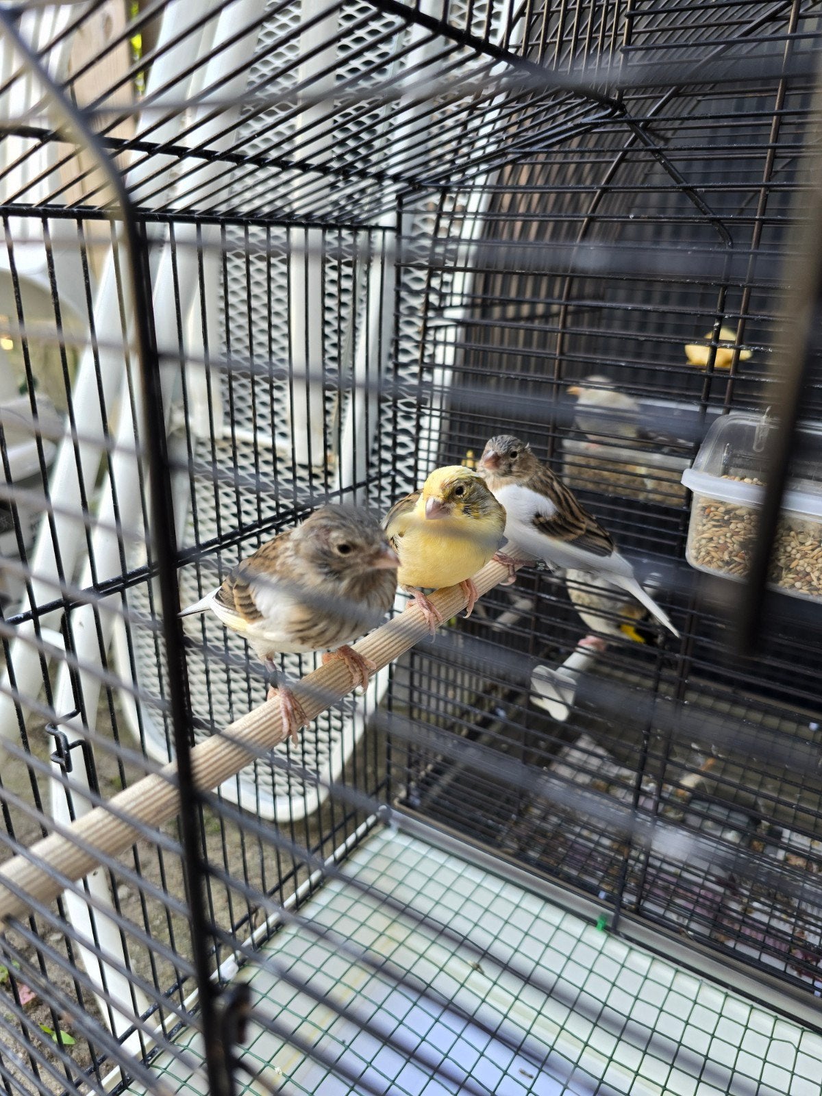 Kanaries, Meerdere dieren, Kleurkanarie