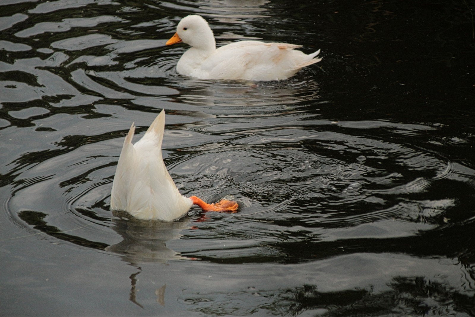 jonge witte kwakers met korte snavel
2 woerdjes en 3 eendjes, Meerdere dieren, Eend