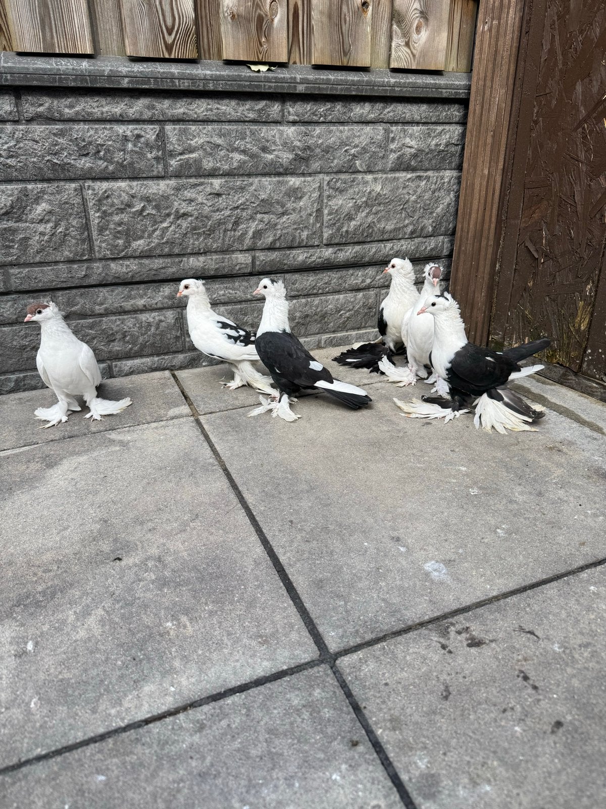 Duiven te koop, Meerdere dieren, Overige soorten