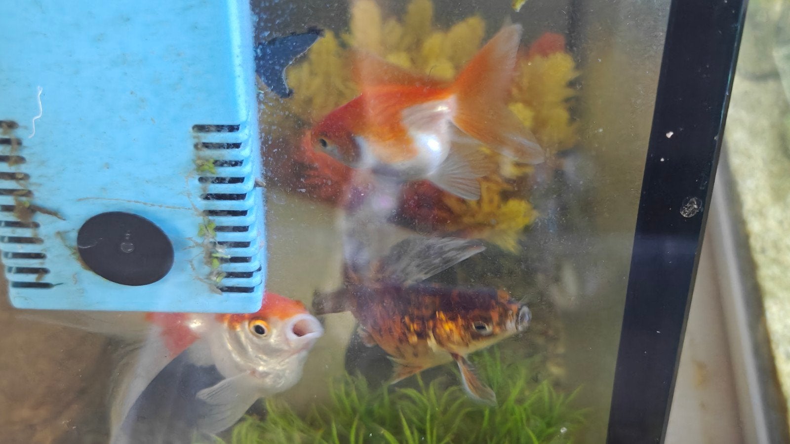 fancy goldfish, Dieren en Toebehoren, Vissen | Aquariumvissen, Vis