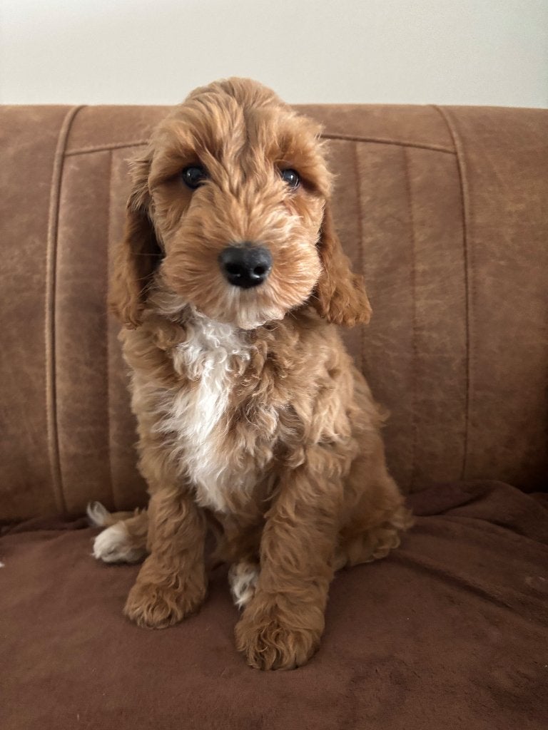 Labradoodle mini 1 reu, Parvo, Nederland, 8 tot 15 weken, Meerdere