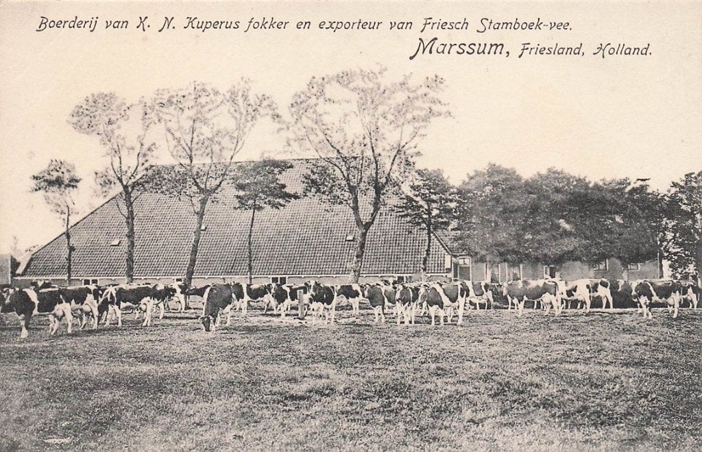 703-403-057 Marssum Boerderij Kuperus Friesch Stamboek Vee, Ophalen of Verzenden, Voor 1920, Friesland