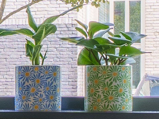 5 kamerplanten in pot + 3 waxinehouders, Ophalen, Halfschaduw, In pot, Minder dan 100 cm