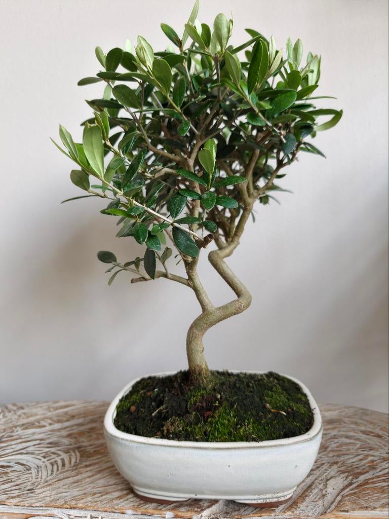 Olea Europaea 'Olijf' Bonsai, Tuin en Terras, Volle zon, Bloeit niet, Minder dan 100 cm, Overige soorten