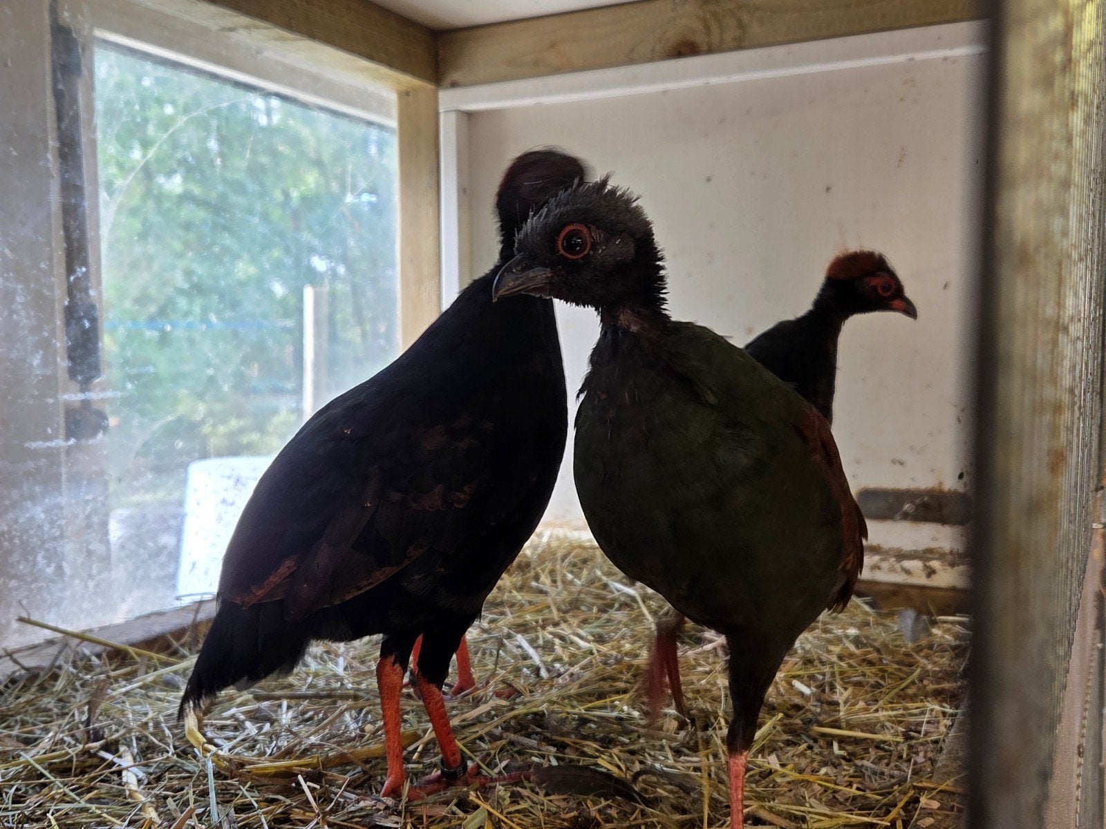 Roul Roul, Dieren en Toebehoren, Meerdere dieren, Geringd