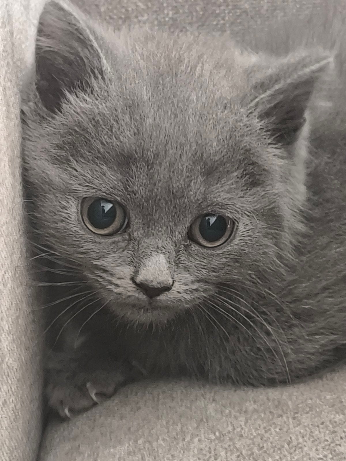 Brits Korthaar kittens, Dieren en Toebehoren, Meerdere dieren, 0 tot 2 jaar