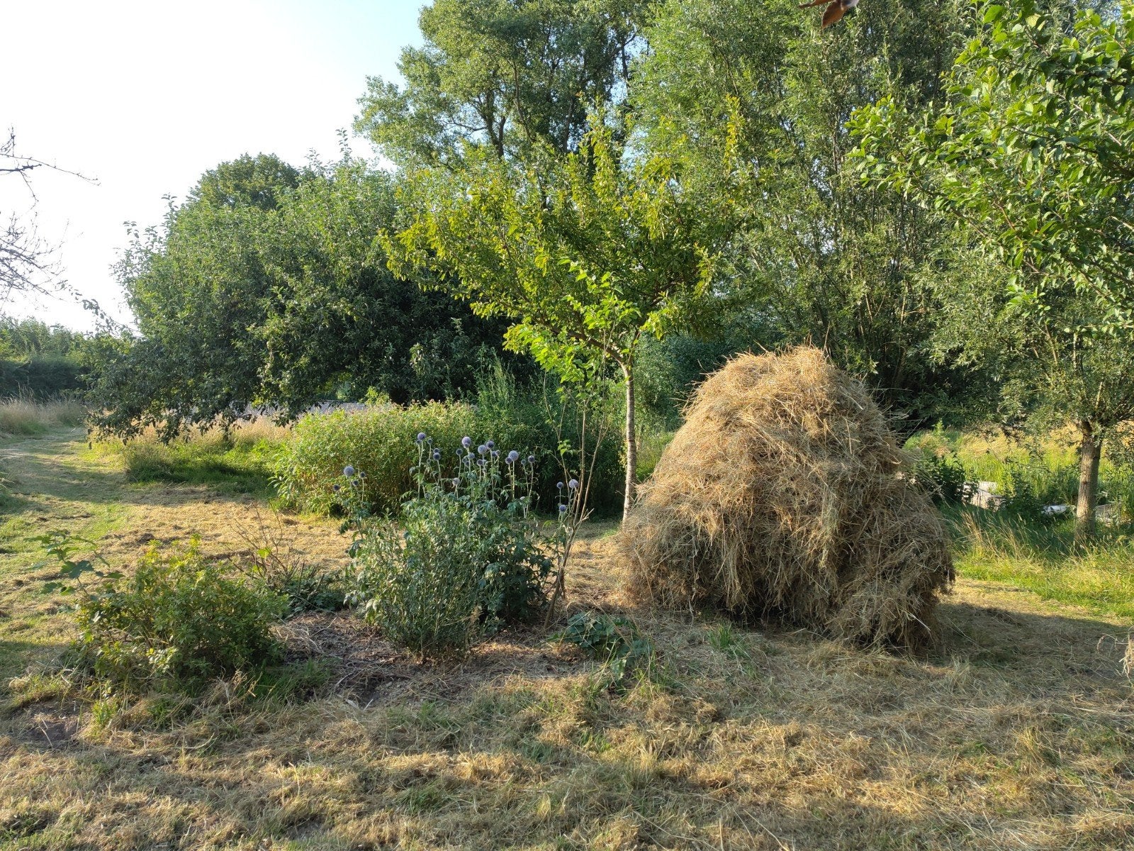 Los hooi van kruidenrijk grasland, vrij van jakobskruiskruid, Ophalen