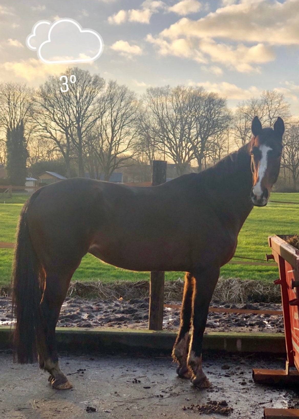 Fokmerrie Rubin-Royal x First Lady (Wolkentanz I x Freiherr), Merrie, Niet van toepassing, 170 tot 175 cm, 11 jaar of ouder