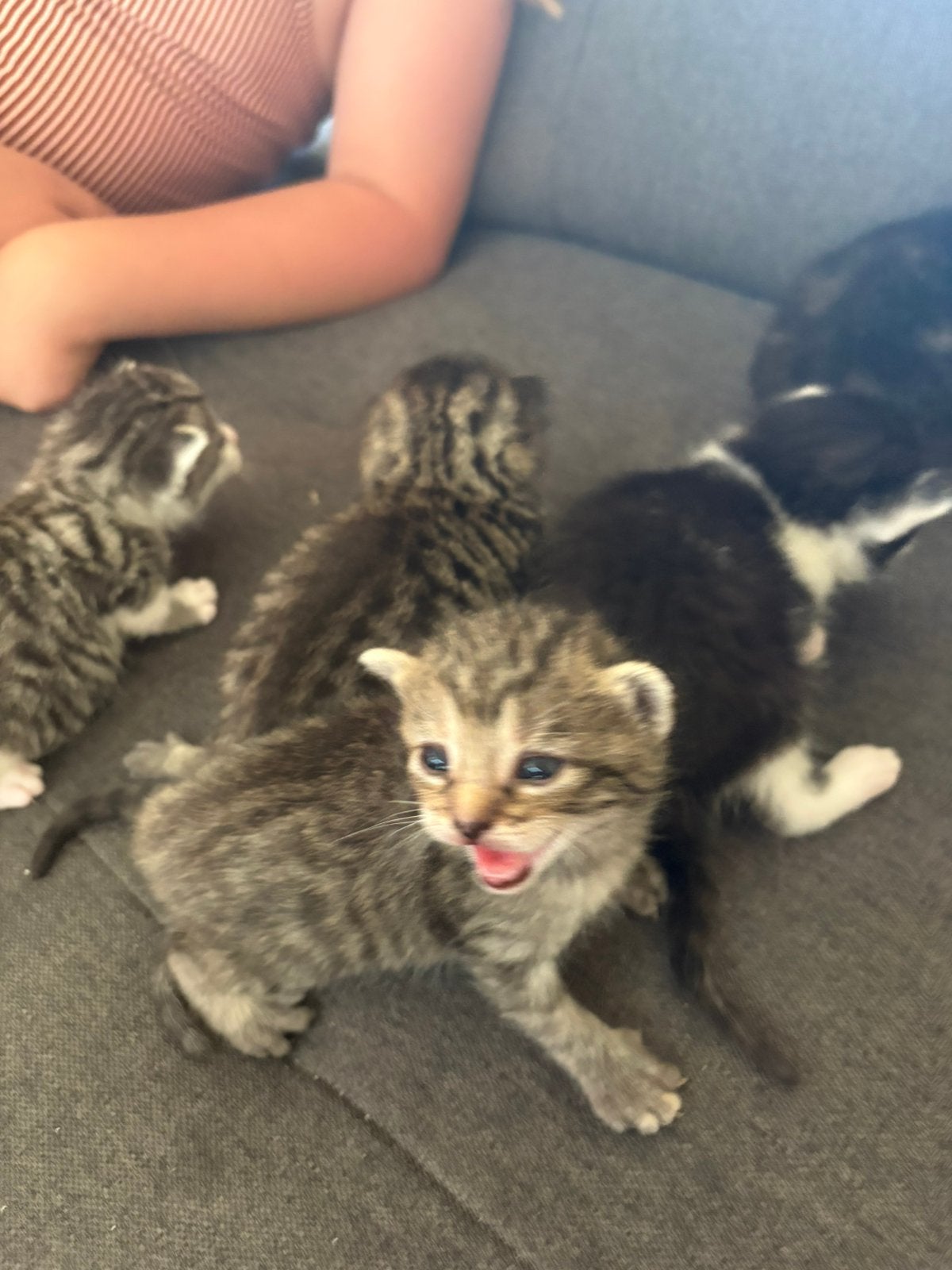 5 mooie kittens, Dieren en Toebehoren, 0 tot 2 jaar