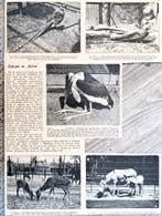 Artis 1917; 1 blz. 5 Kijkjes in de dierentuin, Verzenden, Voor 1940, Gebruikt, Overige onderwerpen
