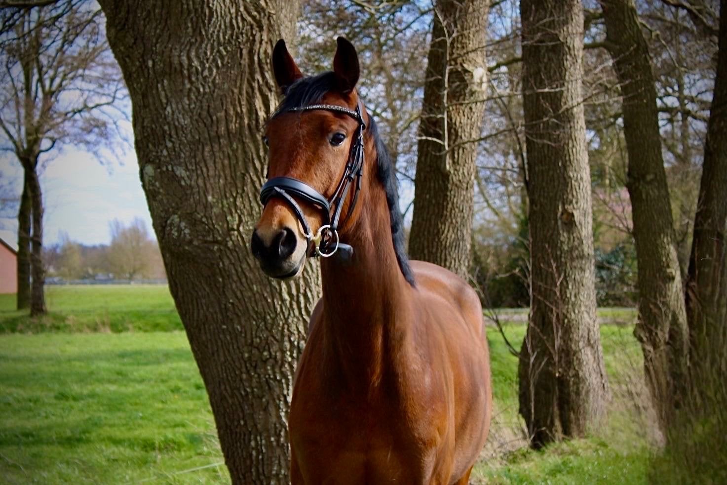 Lieve 6 jarige ruin, Gechipt, Ruin, Dressuurpaard, 3 tot 6 jaar