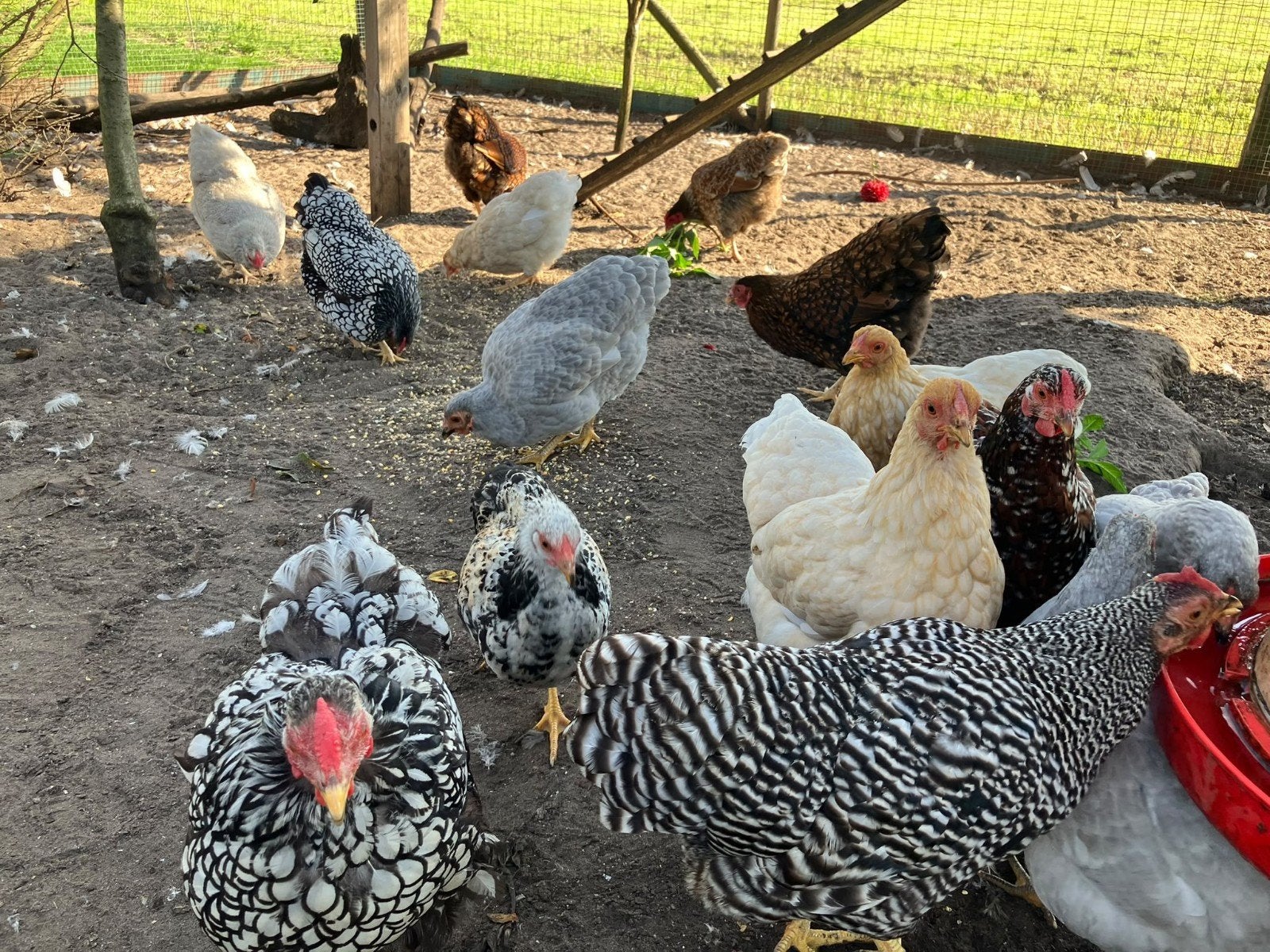 Wyandotte hennen, Dieren en Toebehoren, Vrouwelijk, Kip