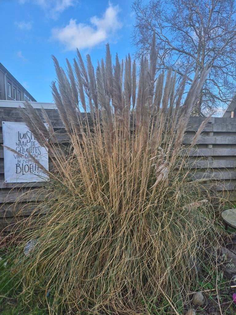 Grote Pampasgras (Cortaderia selloana), Ophalen of Verzenden