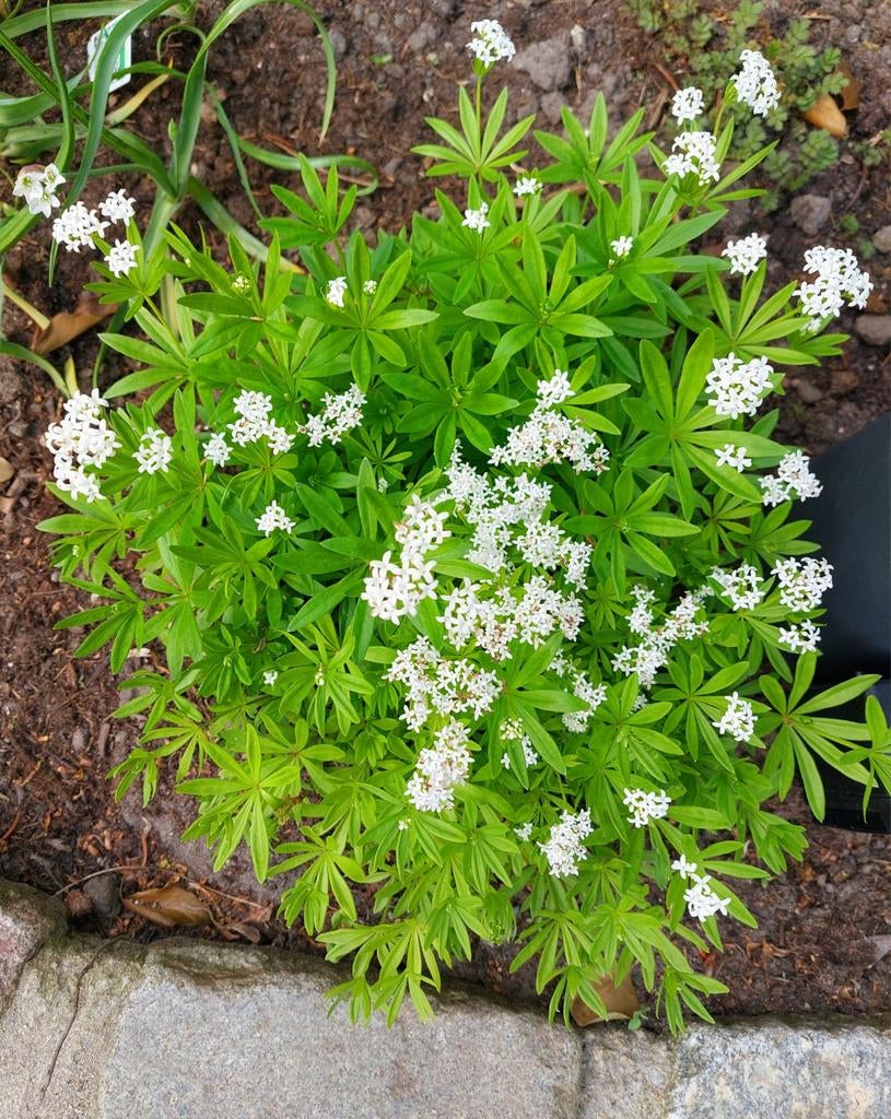 Lievevrouwebedstro: Inheems, geurende witte bloemetjes 6 v 9, Tuin en Terras, Planten | Tuinplanten, Ophalen, Bodembedekkers, Vaste plant