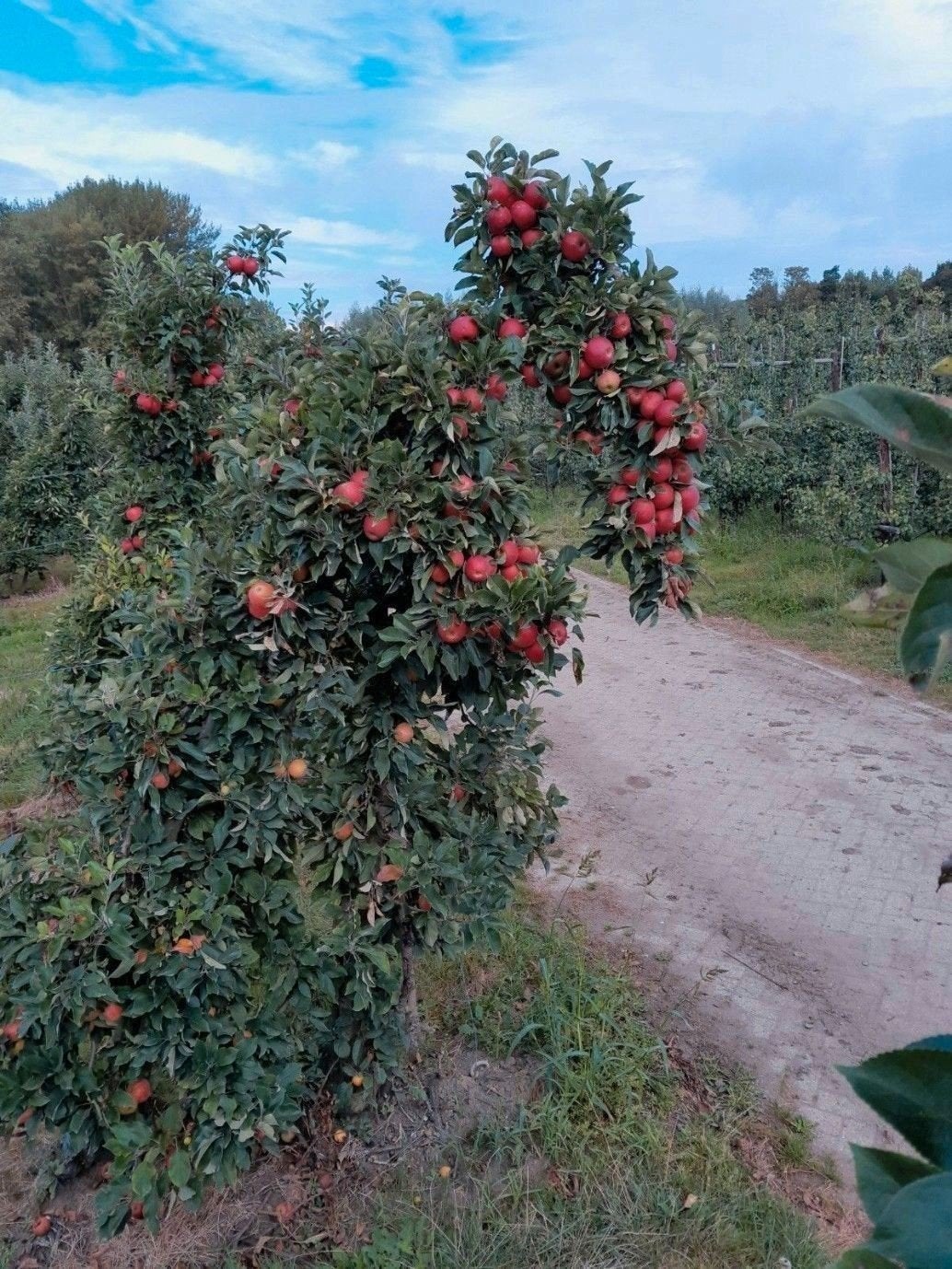 oude elstar bomen, Ophalen, 250 tot 400 cm, Lente