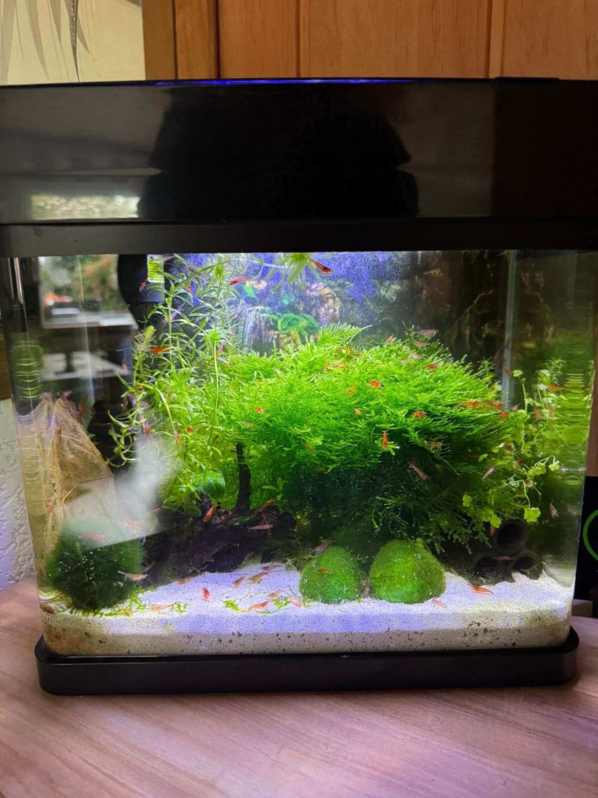 Rode garnalen in Panorama Superfish 20 aquarium, Dieren en Toebehoren, Kreeft, Krab of Garnaal, Zoetwatervis