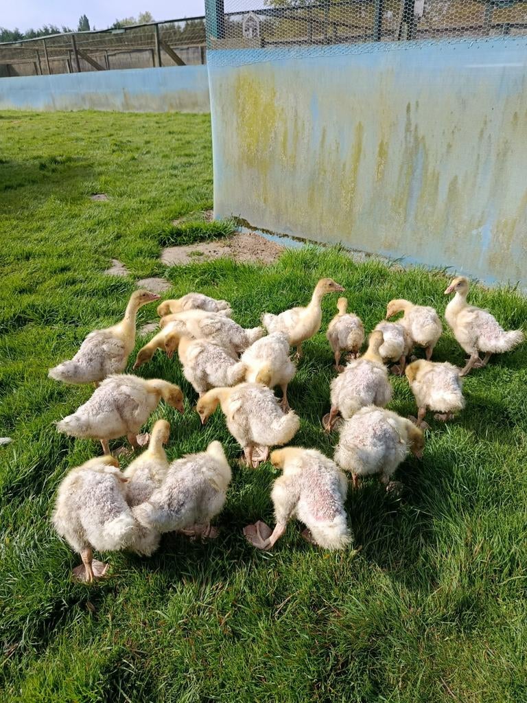 Ganzenkuikens te koop., Dieren en Toebehoren, Pluimvee, Vrouwelijk, Kip