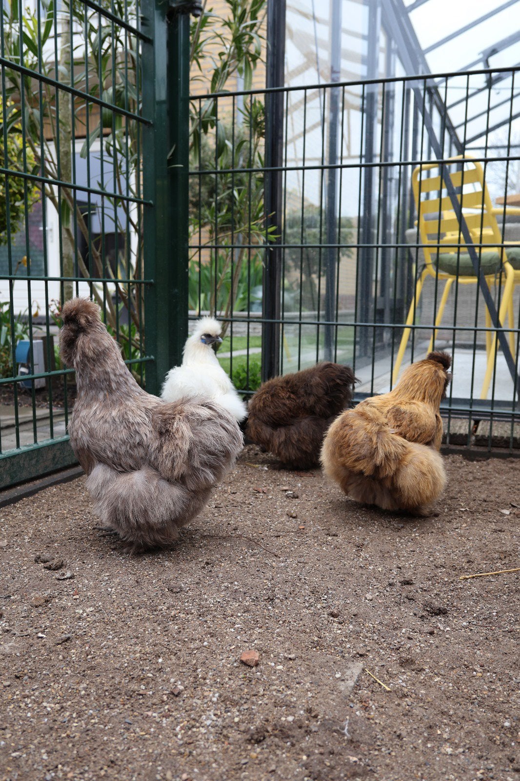 5 zijdehoentjea hennen met toebehoren, Dieren en Toebehoren, Vrouwelijk, Kip