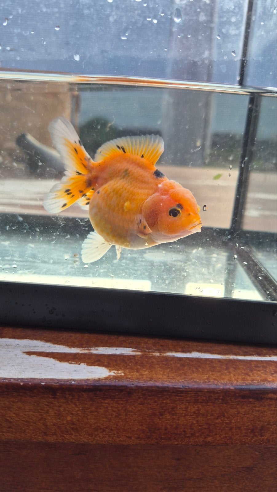 oranda goudvis, Vis