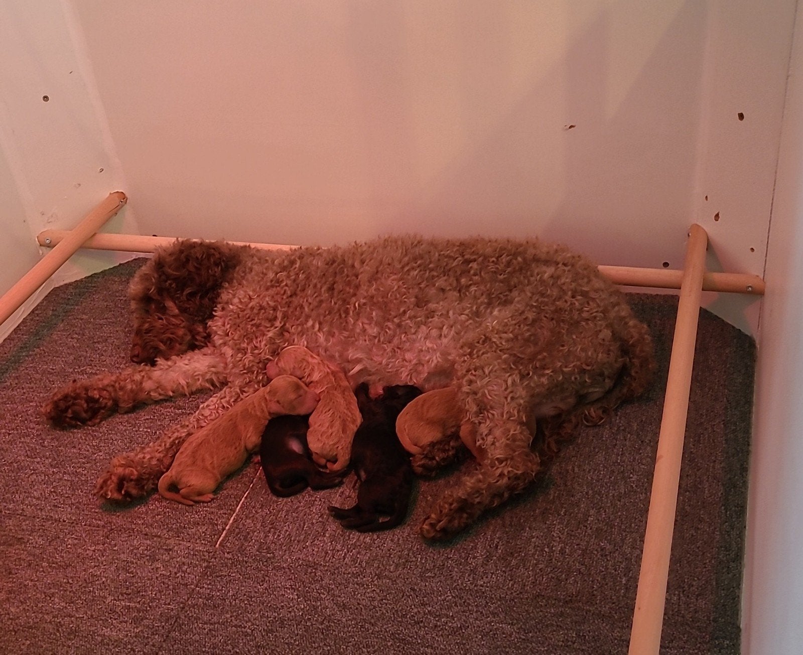 Mini labradoodle pups, Parvo, Overige rassen, 8 tot 15 weken, Meerdere