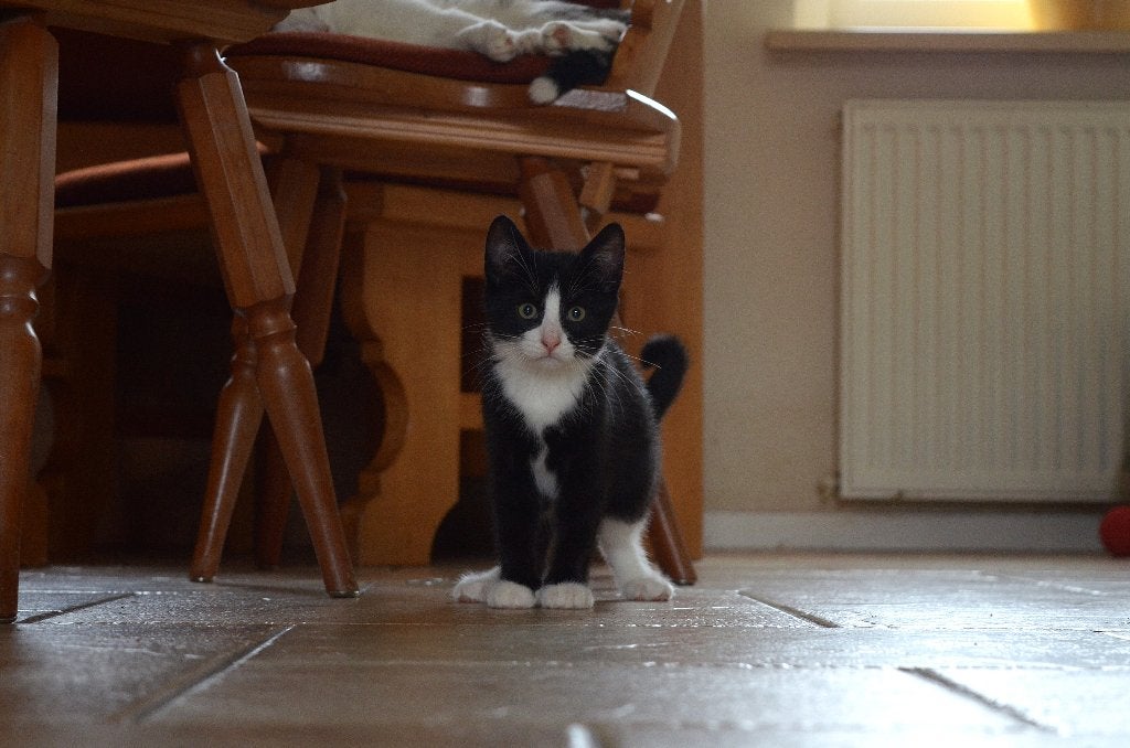 Tuxedo Kitten, Poes, Kortharig, 0 tot 2 jaar