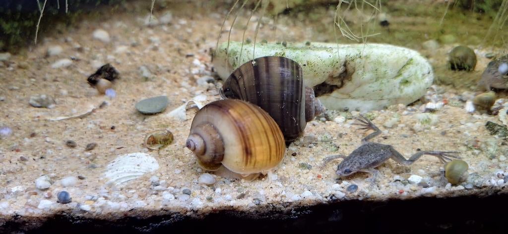 Appelslakken,  gele , witte, en goudbruine, Dieren en Toebehoren, Vissen | Aquariumvissen, Slak of Weekdier