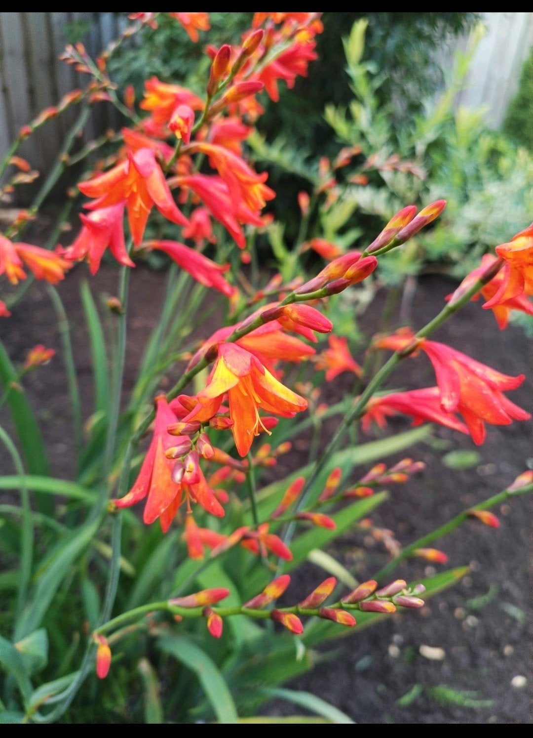 Crocosmia Bloembollen - Vaste Plant met Oranje Bloemen, Ophalen of Verzenden, Voorjaar, Volle zon, Bloembol