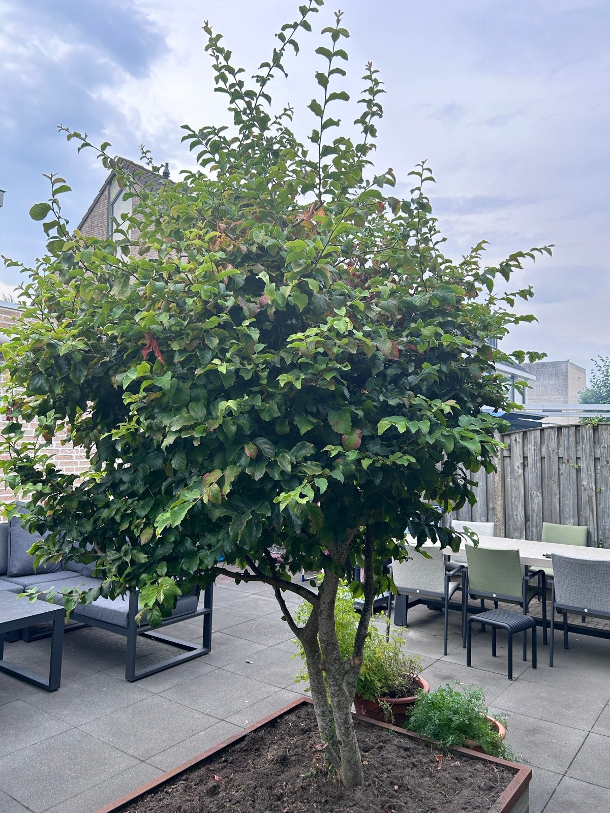 Parrotia persica - Perzisch IJzerhout, Winter, Overige soorten, 250 tot 400 cm, Ophalen