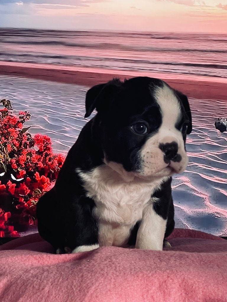 Nog 1 mooie Boston terriër pups alle kleuren !, 8 tot 15 weken, Parvo, Meerdere, Meerdere dieren