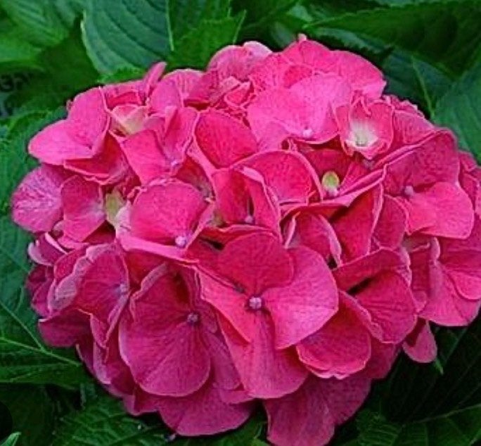 Boerenhortensia's: Nikko Blue, Masja, Bouquet Rose & Wit, Vaste plant, Halfschaduw, Lente, Ophalen