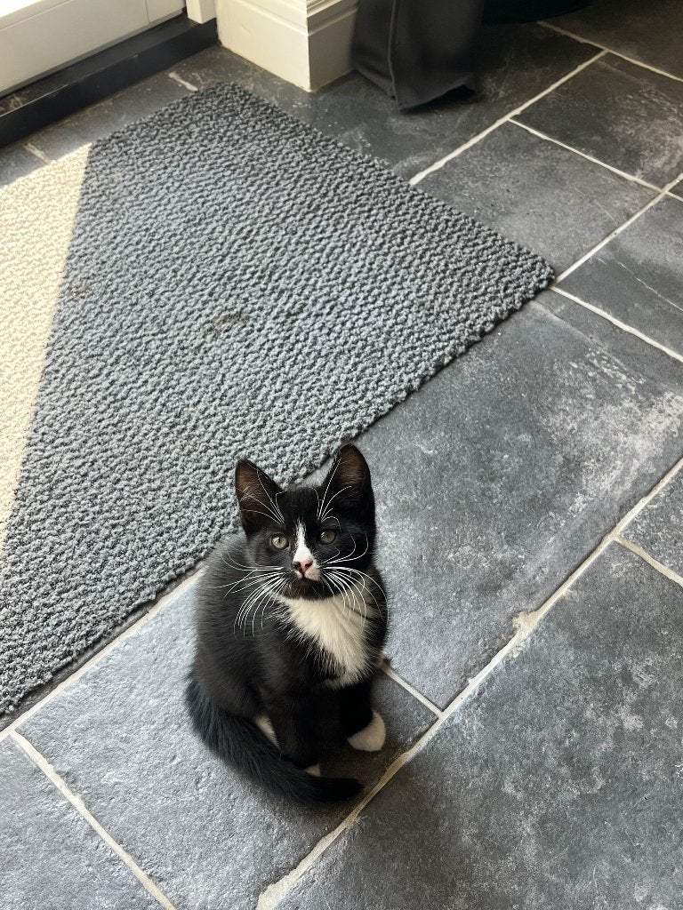 Kittens, Meerdere dieren, Ontwormd, 0 tot 2 jaar