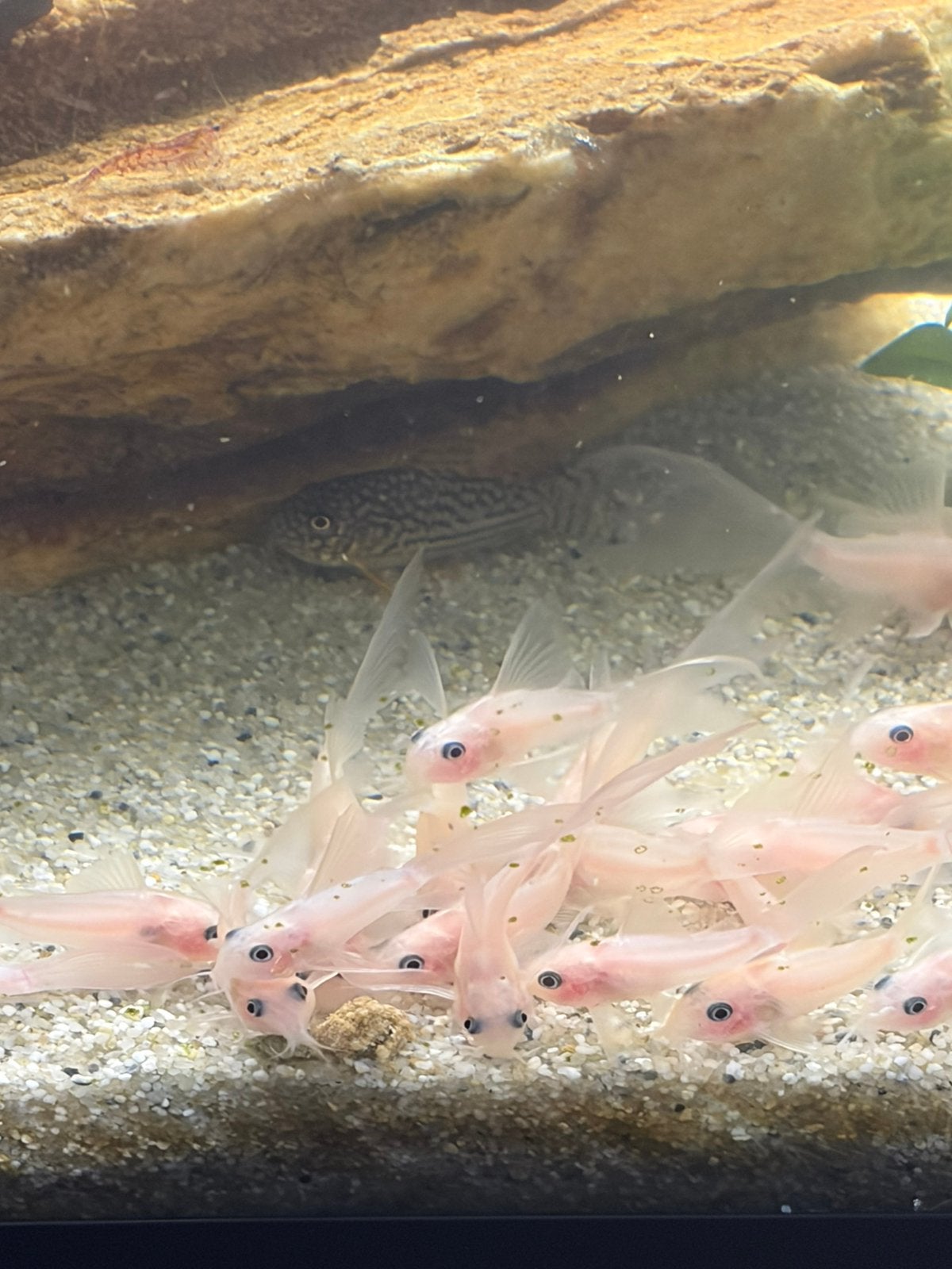 Corydoras Panda snow white longfin, Dieren en Toebehoren, Vissen | Aquariumvissen, Vis