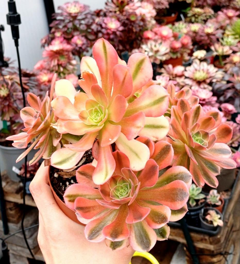 Aeonium varna, Ophalen of Verzenden, Halfschaduw, Minder dan 100 cm