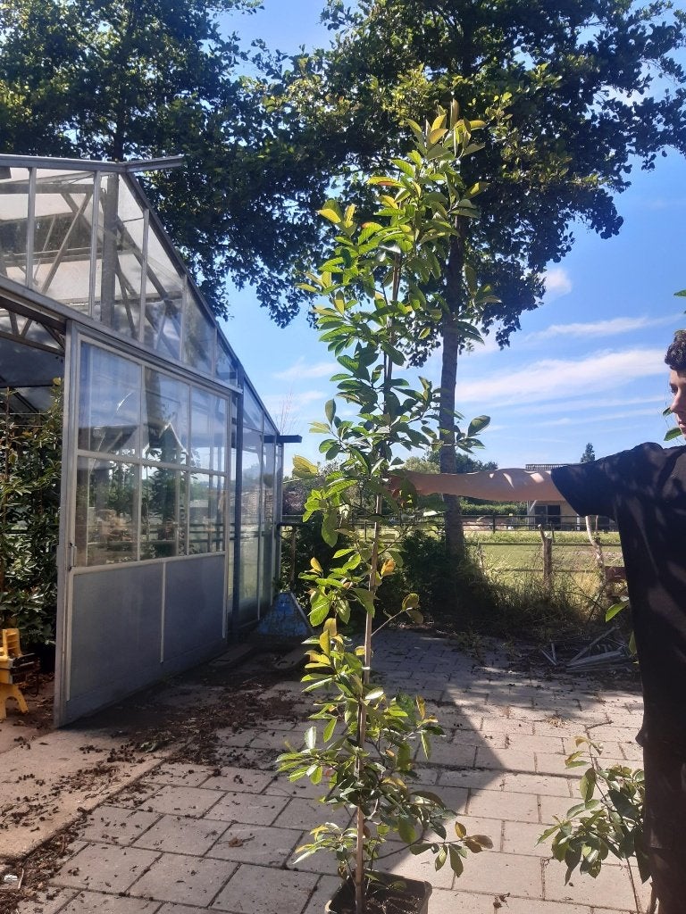 50 % KORTING glansmispel  €  10,--  50 % KORTING, Tuin en Terras, Planten | Bomen, Overige soorten, Lente, 100 tot 250 cm, Ophalen