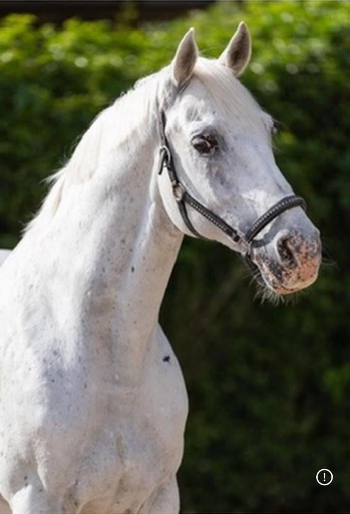 Z1 dressuurpony – Leermeester – 1.53 m, Dieren en Toebehoren, Pony's, E pony (1.48m - 1.57m), Ruin, Dressuurpony, 11 jaar of ouder